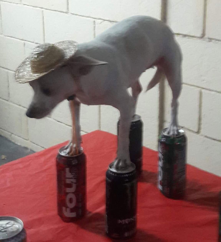 Chihuahua in Hat Balancing on Cans