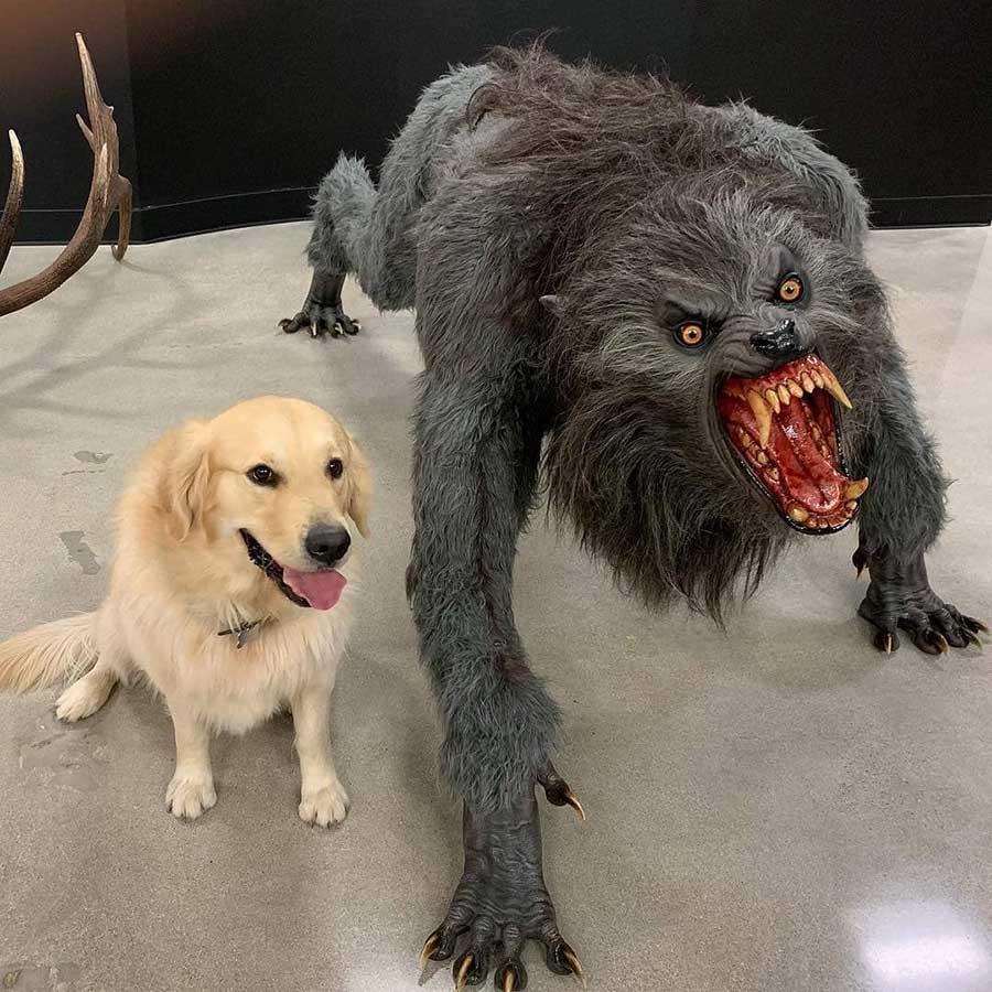 Dog vs Werewolf