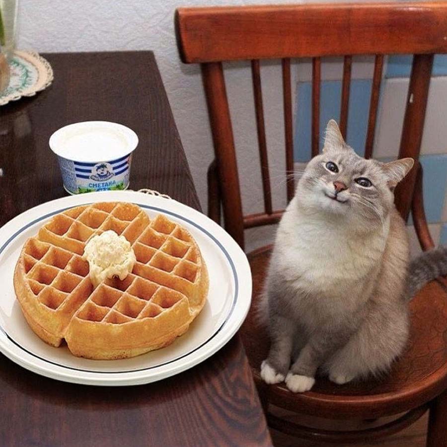 Waffles Cat