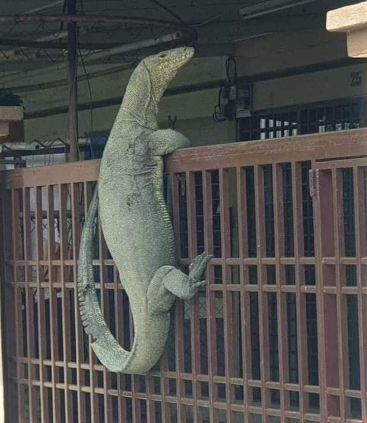 monitor lizard climbing gate