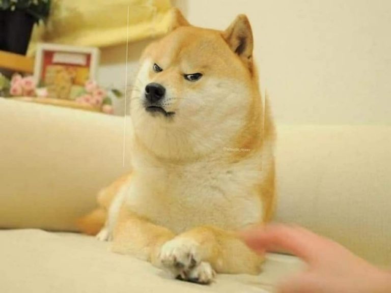 angry doge sitting meme template