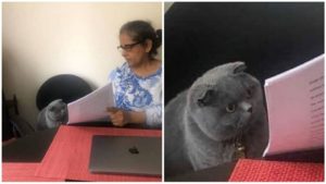 cat reading paper women showing paper to cat meme template