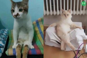 cat sitting on bed vs cat on sofa collage meme template