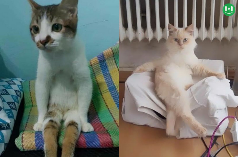 cat sitting on bed vs cat on sofa collage meme template